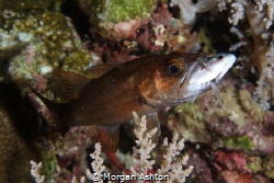 Mouthful. Raja Ampat. by Morgan Ashton 